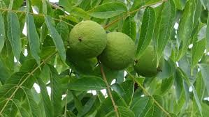 Image result for Juglans