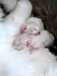 Kittens at this age still need a heat source, but the ambient temperature can be dropped to 75 degrees. How To Sex Kittens Poc