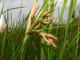 Image result for Bolboschoenus