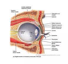 Pin By Jason Findley On Eyes Eye Anatomy Anatomy Rectus Muscle