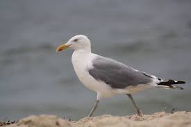 Sea Birds Of Cape Cod Sea Gull Cape Cod Ma Cape Cod Ma Gull Cape Cod