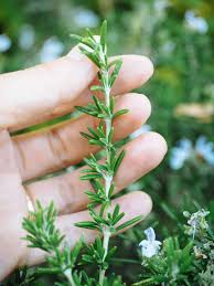 1 property in tjiandjur like spot on 2705 rosemary place was booked in the last 12 hours on our site. Science Says The Smell Of Rosemary Can Make You Smarter Garden Betty