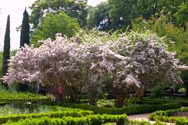 Image result for Kolkwitzia amabilis