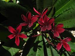 Pin On Imaginaria Hortis