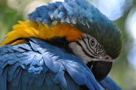 Shy Parrot Animals Beautiful Parrot Macaw Parrot