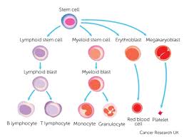 But where did it come from? Cancer The Blood And Circulation Cancer Research Uk