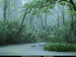 Rainy forest background video stock video footage daintree rainforest wikipedia. Free Download Rainfall In Tropical Forest Nature Forests Hd Desktop Wallpaper 800x600 For Your Desktop Mobile Tablet Explore 73 Tropical Rainforest Wallpaper Rainforest Wallpaper For Walls Rainforest Wallpapers For