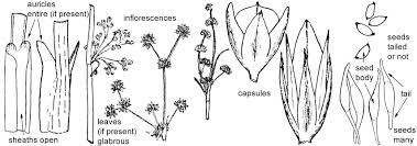 Image result for Juncaceae