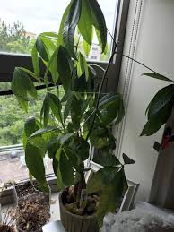 As an indoor plant, the money tree plant grows to be only three to six feet in height. Houseplants Forum Sad Money Tree Garden Org