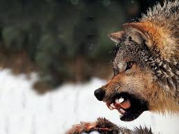 Here presented 55+ snarling wolf drawing images for free to download, print or share. Wolf Pictures Snarling Wolf