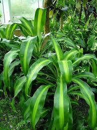 Some indoor house plants are better for air purifying than other indoor plants. 15 Exotic Tropical House Plants That Are Easy To Grow