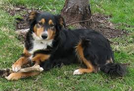 Black And Tan Australian Shepherd English Shepherd English Shepherd The Most Wonderful Breed English Shepherd Dog Breeds Farm Dogs