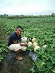 Cara menanam anggur biasanya di lahan tertutup dan diberikan tiang. Baja Ezigrow Terbaik Pembekal Baja Ezigrow Malaysia Facebook