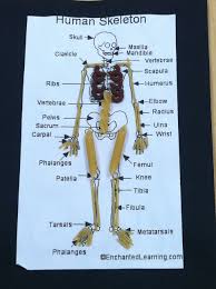 Pasta Skeleton I Am So Making These With Z Today Human Body Projects Health Science Classroom Learning Science