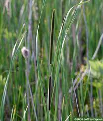 Image result for Typhaceae