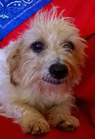 Black And Tan Jack Russell Terrier Dachshund Mix Wire Haired Dachshund Jack Russell Terrier Mix Wire Haired Dachshund Jack Russell Terrier Mix Jack Russell Terrier