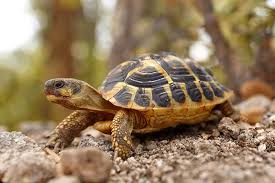 8 beliebte arten und weiterführende informationen. Schildkrote Als Haustier Passt Sie Zu Mir