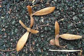 Image result for Hiptage