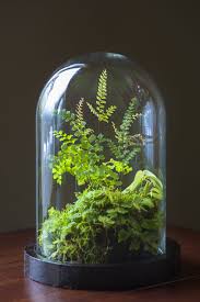 Handmade Jungle By Tobias Davidson Stolp In Dutch Or Known As Bell Glass Or Terrarium I Ve Been Working For Yea Open Terrariums Terrarium Plants Bottle Garden