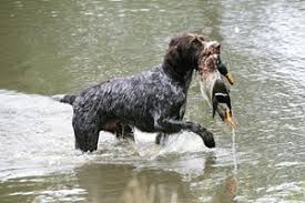 Image result for český fousek stavba těla