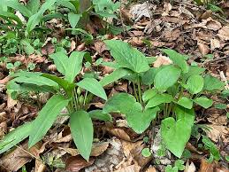 Image result for Allium ursinum