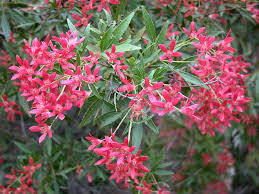 Flowering shrubs add a profusion of colorful flowers to your landscaping designs. Nsw Christmas Bush