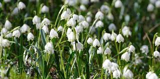 Check spelling or type a new query. Fiori Bianchi Sottobosco