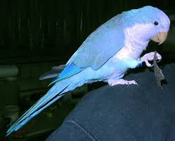 Wally The Blue Quaker Parrot With A Blue Corn Tortilla Chip And Perched On A Blue Shirt Pet Birds Parrot Funny Birds