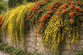 Image result for Jasminum nudiflorum