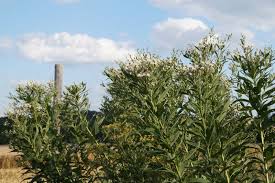 Ironweed is an herbaceous native perennial wildflower in the aster family and is found in all areas of nc. Vernonia Arkansana Speyrer Schneekuppel Sarastro Stauden