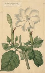 Image result for Gardenia subacaulis