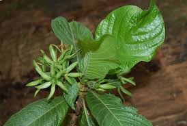 Image result for Leptactina