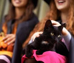Potential adopters usually go through a detailed application and interview process. Black Cat And Dog Myths About Adoption Halloween And More
