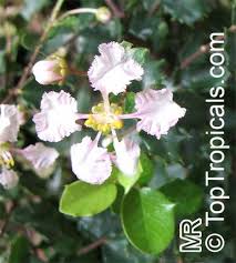 Image result for Malpighia coccigera