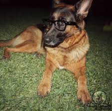 Training Lesson 21 How To Teach Your German Shepherd To Wear Glasses No We Re Kidding Dog Training Dog Clicker Training German Shepherd Puppies Training