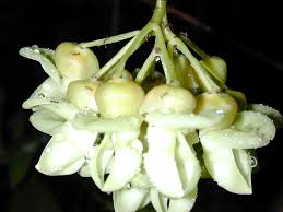 Image result for Mucuna glabrialata