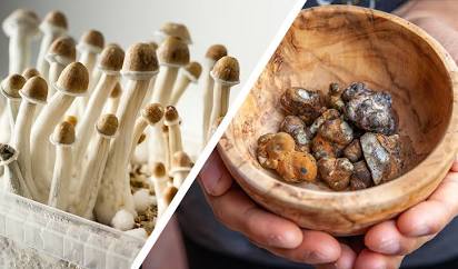 Comparing Whole Fungi and Subterranean Sclerotia Structures, AI generated