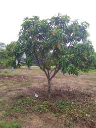Tugasan individu subjek kenegaraan malaysia. Penjagaan Pokok Mangga Taman Pertanian Universiti