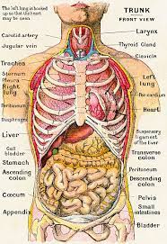We did not find results for: Healthcare And Medicine Pictures And Photos Human Anatomy Picture Human Body Anatomy Body Anatomy