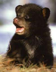 Scared Cubs And Crying Babies Sound Alike North American Bear Centernorth American Bear Center