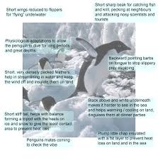 Types Of Penguins Species Facts And Adaptations