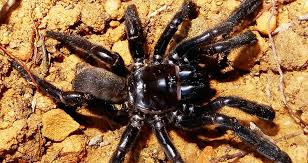 What climate does australia have? Perth S Trapdoor Spiders Living On Burrowed Time News And Events Curtin University Perth Western Australia