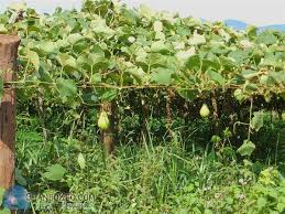 Maybe you would like to learn more about one of these? Pin On Chayote Plant