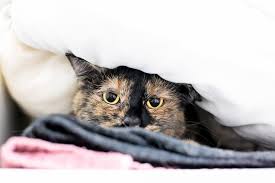 Check spelling or type a new query. 8 Surprising Things That Stress Cats Out Great Pet Care