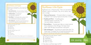 Plant seeds inside a sealed plastic bottle and observe both the water cycle and the plant life cycle in one. Second Grade Sunflower Life Cycle Reading Passage Comprehension Activity