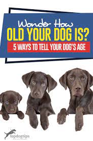 Check spelling or type a new query. How Old Is My Dog 5 Ways To Tell A Dog S Age By Yourself
