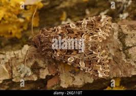 Image result for Hadena perplexa