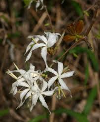 Image result for Craibia zimmermannii