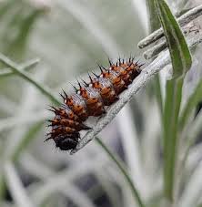 Can Anyone Id This Caterpillar In Central Ohio Butterflies