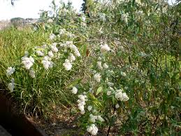 Image result for Buddleja saligna
